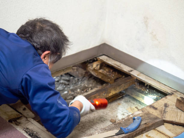 Best Residential Mold Remediation in Bradford, OH