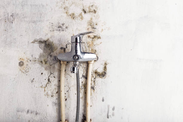 Best Emergency Mold Remediation in Bradford, OH