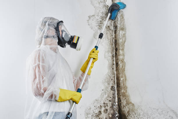 Best White Mold Remediation in Bradford, OH