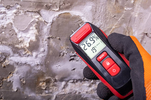 Best White Mold Remediation in Bradford, OH