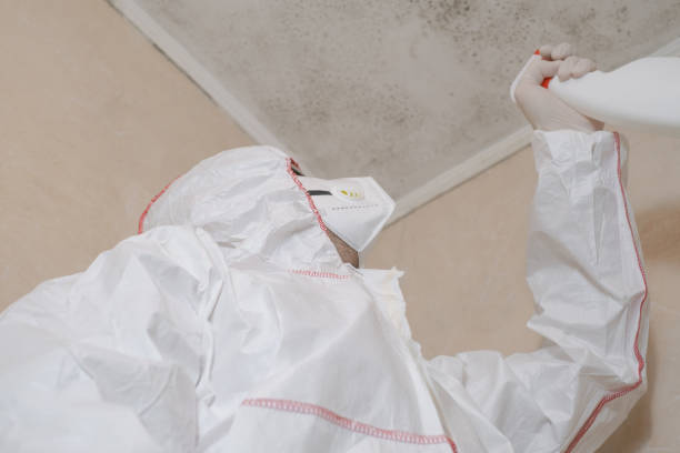 Best Attic Mold Remediation in Bradford, OH