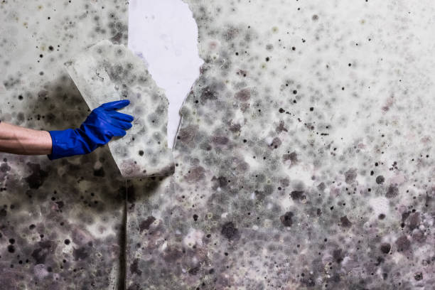 Best Post-Flood Mold Remediation in Bradford, OH