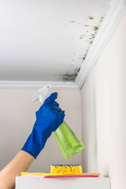 Best Commercial Mold Remediation in Bradford, OH